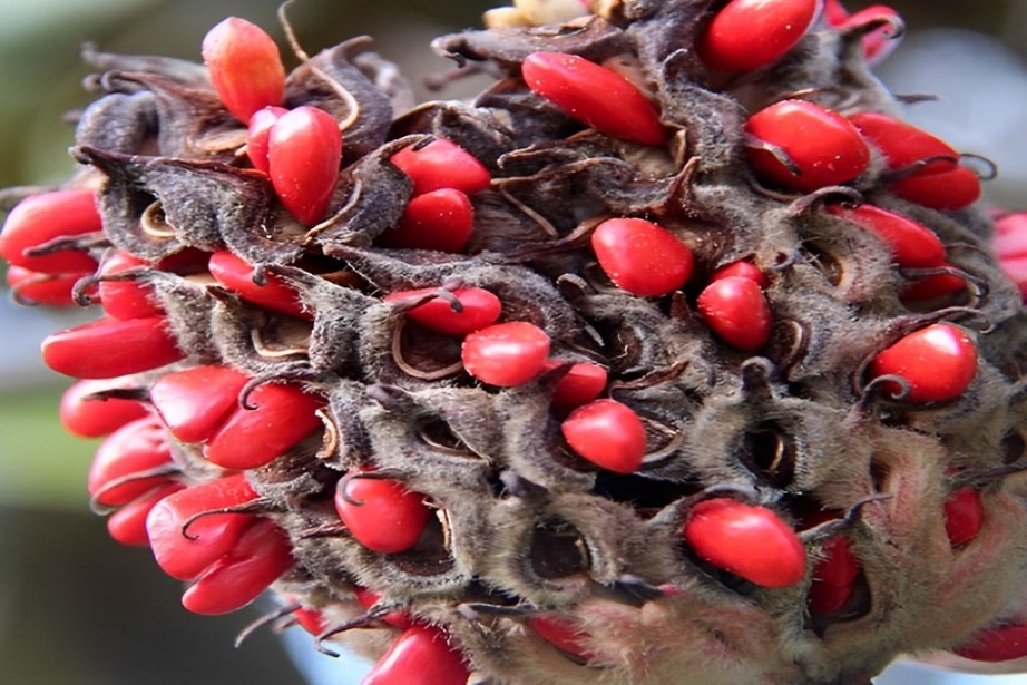 magnolia pods