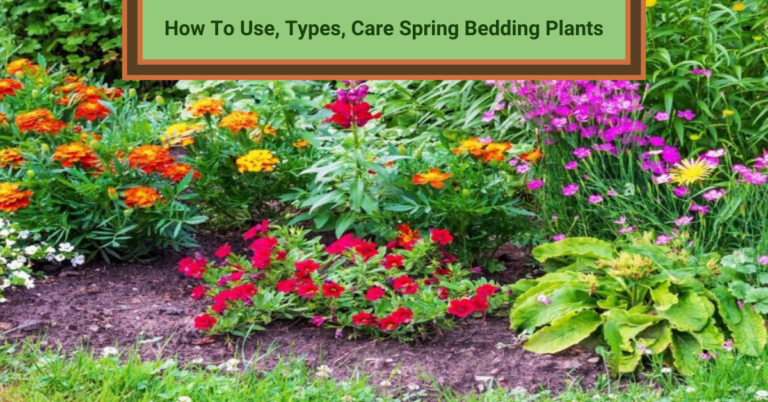 How To Use, Types, Care Spring Bedding Plants