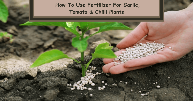 fertilizer for chilli plants