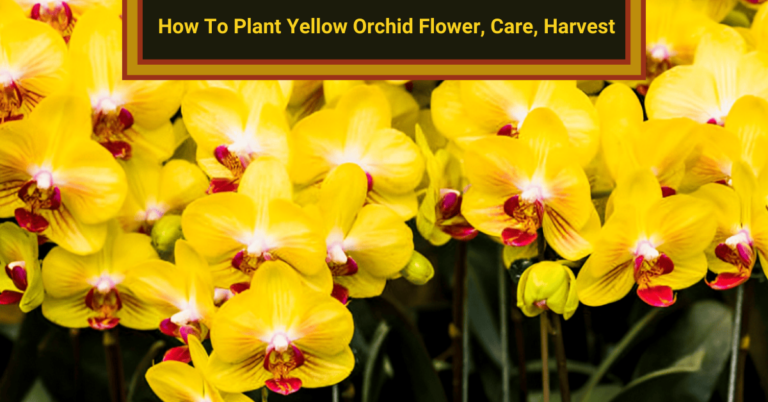 yellow orchid flower
