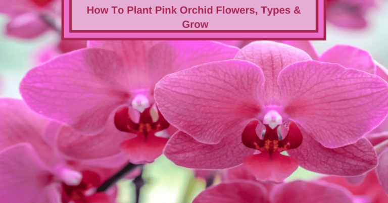 How To Plant Pink Orchid Flowers, Types & Grow