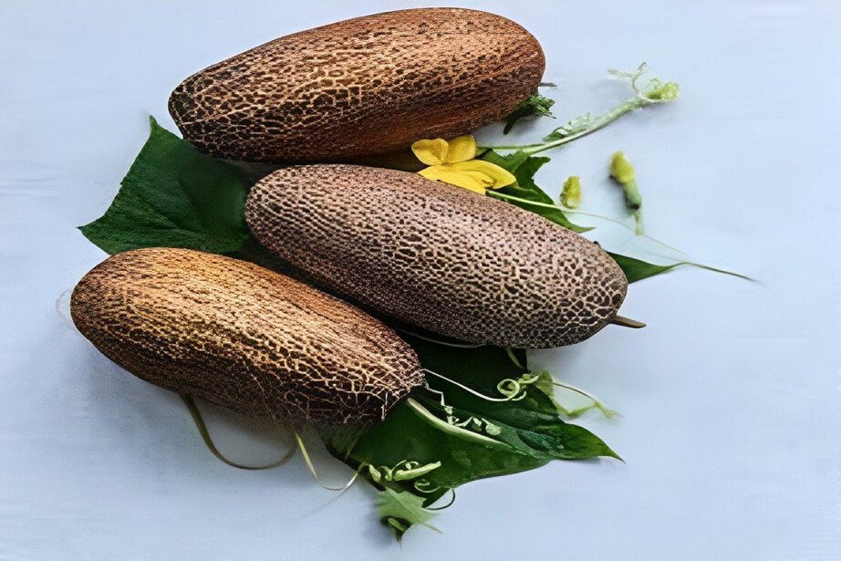 sikkim cucumber