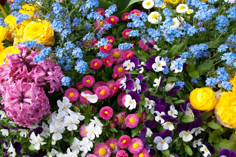 spring bedding plants