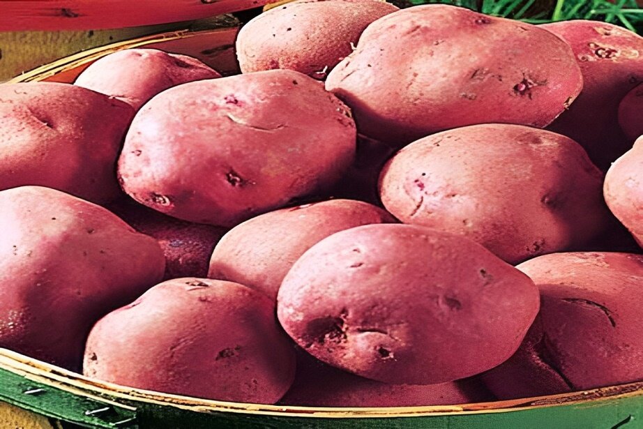 red potato varieties