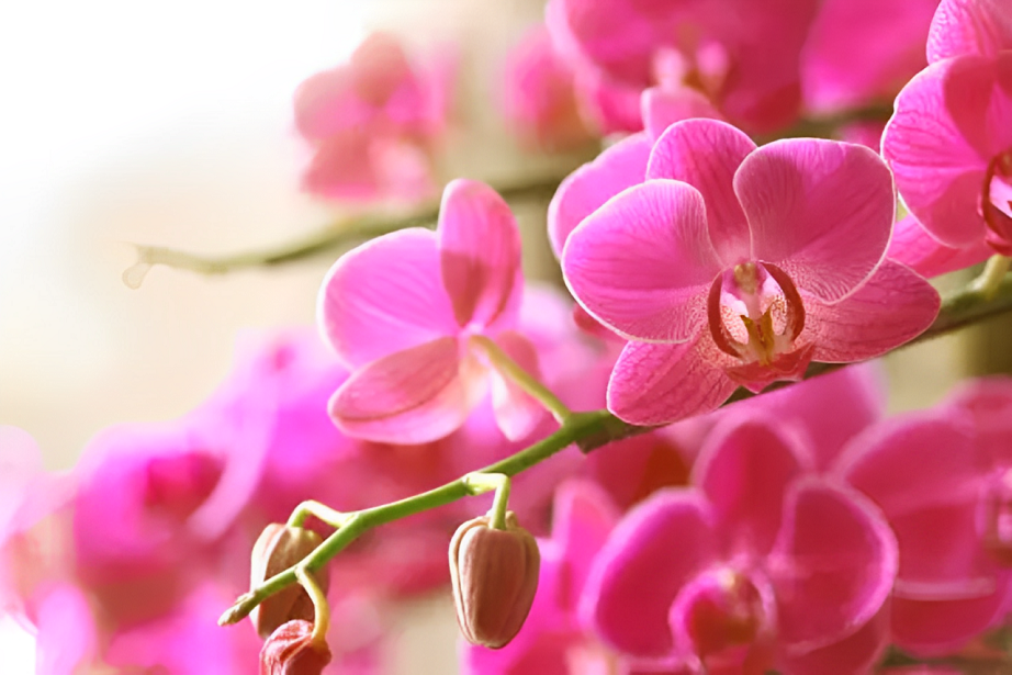 pink orchid flower