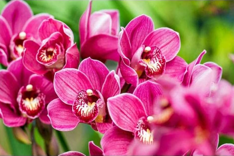 pink orchid flower