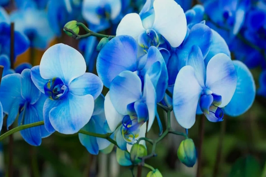 blue orchid flower