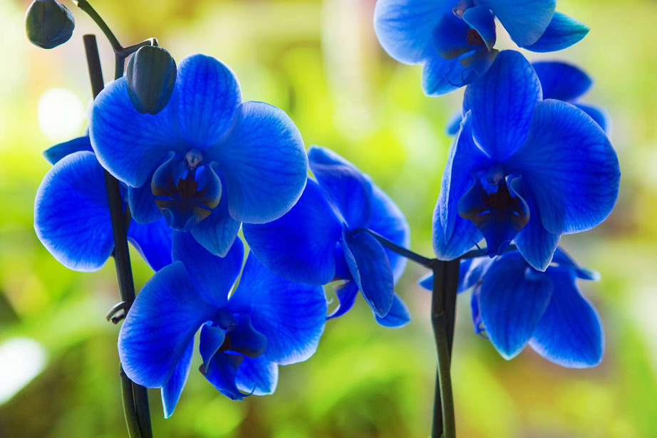 blue orchid flower