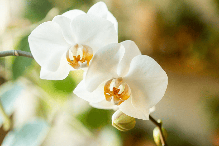 orchid white flower
