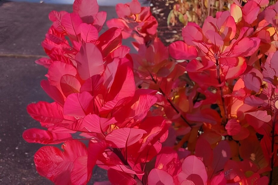 red leaves plant