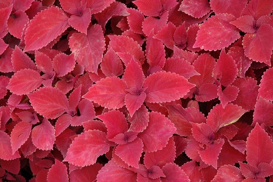 red leaves plant