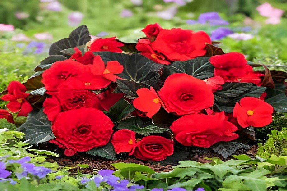 red begonias flowers
