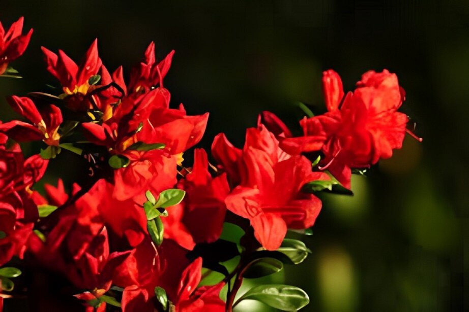 red begonias flowers
