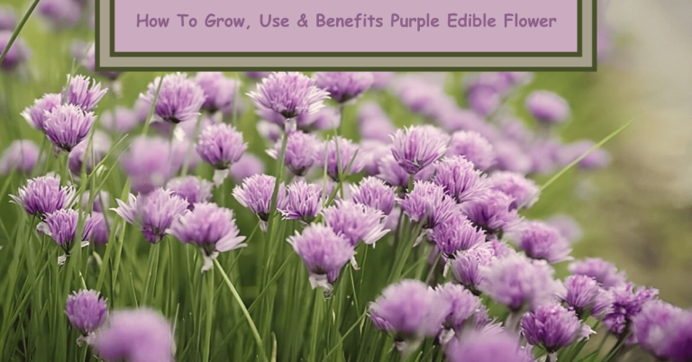 purple edible flower 