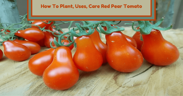 red pear tomato