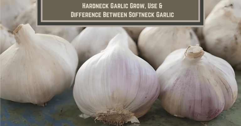 hardneck garlic