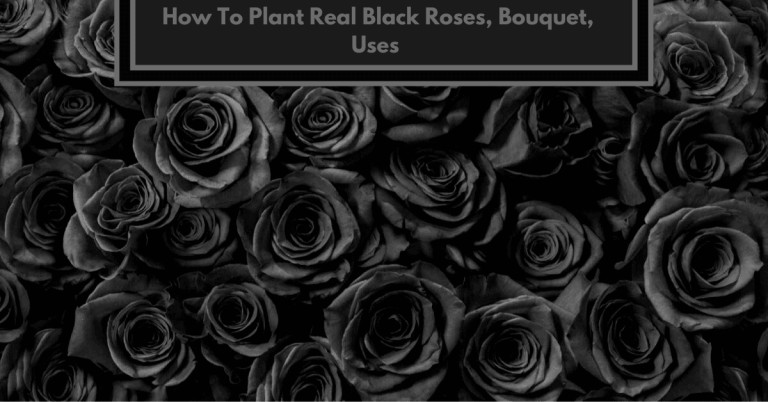 real black roses