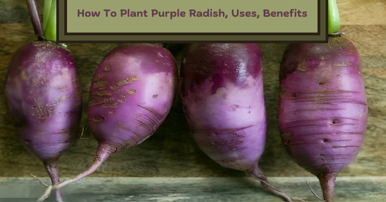 purple radish