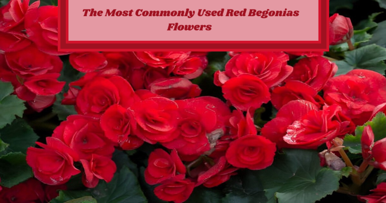 red begonias flowers