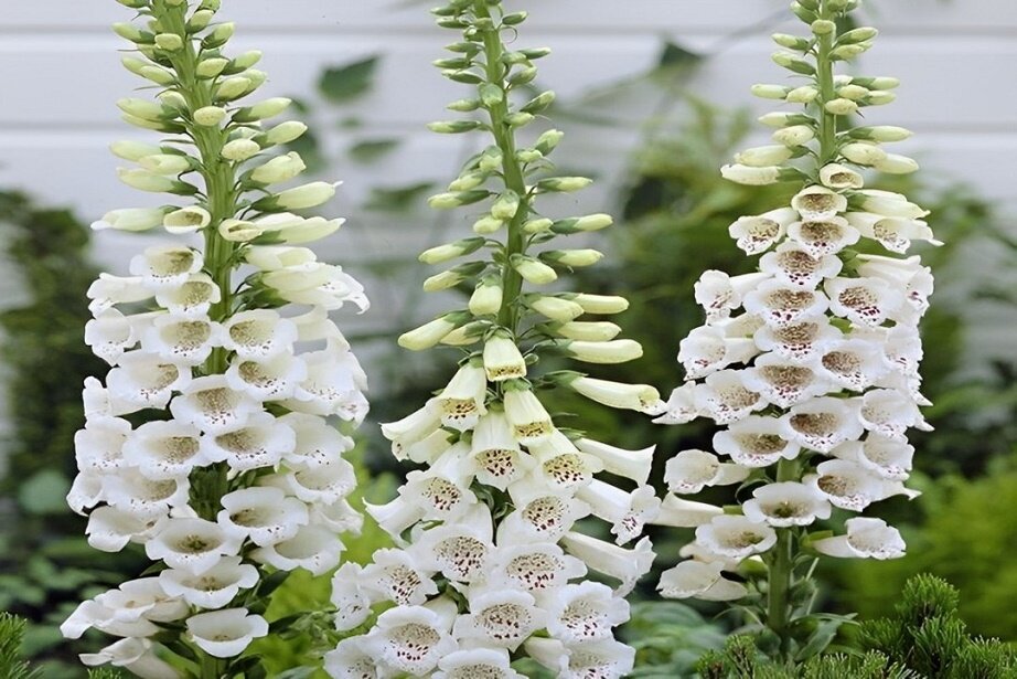 tall white flowers
