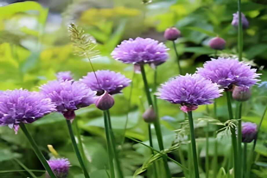 purple edible flower 