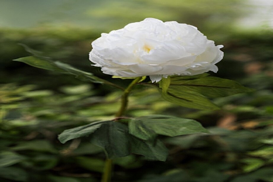 tall white flowers
