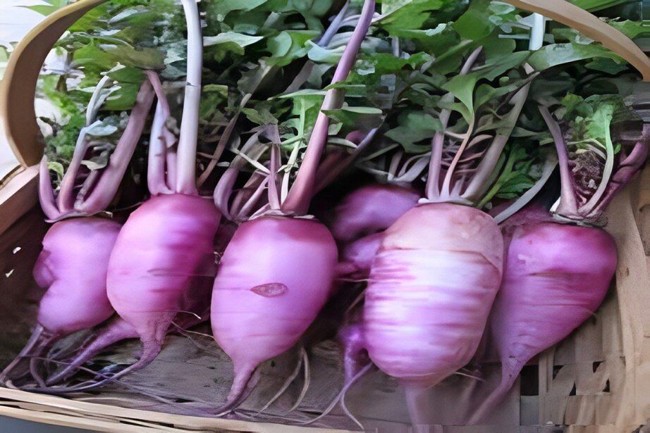 purple radish
