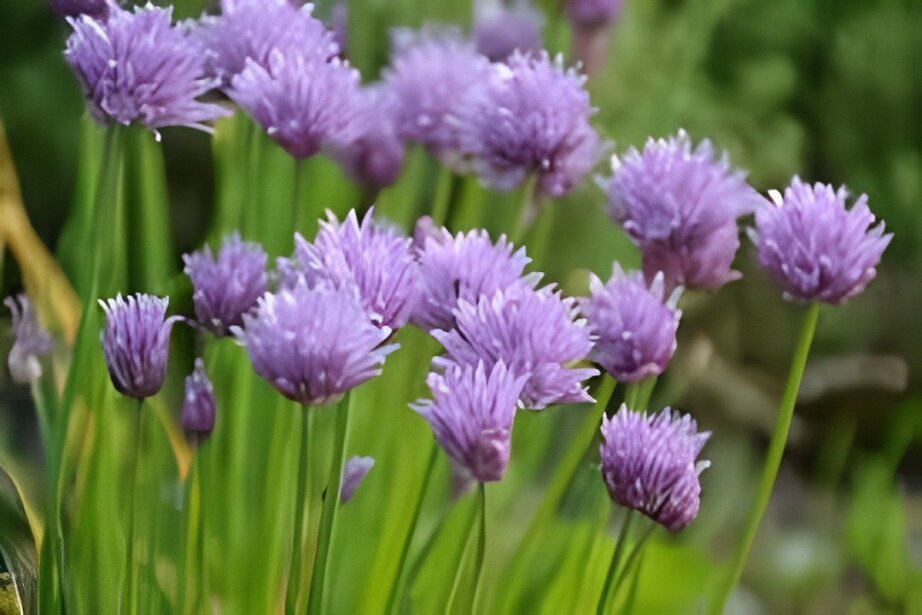 purple edible flower 