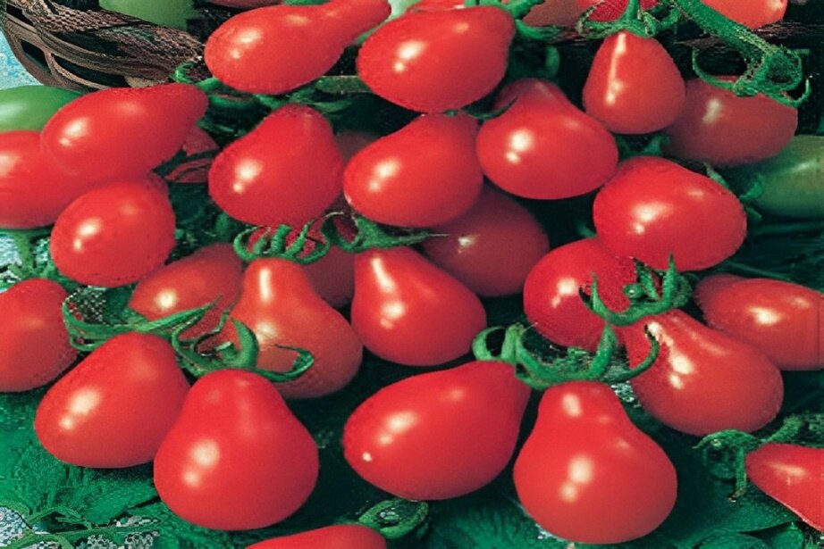 red pear tomato
